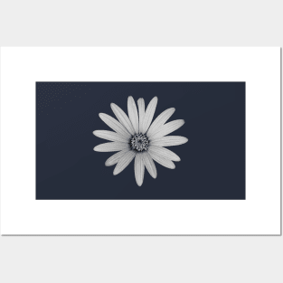 African Daisy Flower Black and White Posters and Art